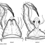 Erioptera (Mesocyphona) spinifera : hypopygium