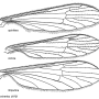 Erioptera (Mesocyphona) spinifera : wing