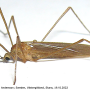 Erioptera (Erioptera) squalida : habitus - male