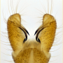 Erioptera (Erioptera) squalida : hypopygium