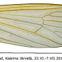 Erioptera (Erioptera) squalida : wing