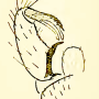 Erioptera (Mesocyphona) troglodyta : hypopygium