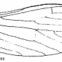 Erioptera (Mesocyphona) troglodyta : wing