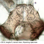 Erioptera (Erioptera) villosa : hypopygium