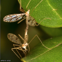 Eriopterella jaffueli : habitus - copula