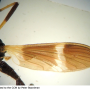 Eugnophomyia elegans : wing