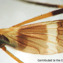 Eugnophomyia elegans : wing