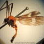 Eugnophomyia peramoena : habitus - male