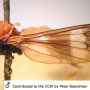 Eugnophomyia peramoena : habitus - male