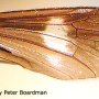 Eugnophomyia perelegans : wing