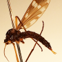 Eugnophomyia stuckenbergiana : habitus - female