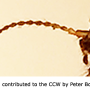 Eugnophomyia stuckenbergiana : body part(s) - head and antenna