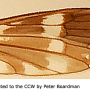 Eugnophomyia stuckenbergiana : wing