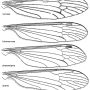 Euphylidorea (Euphylidorea) aperta : wing