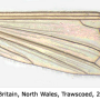 Euphylidorea (Euphylidorea) aperta : wing