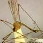 Euphylidorea (Neophylidorea) columbiana : habitus - male