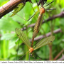 Euphylidorea (Euphylidorea) dispar : habitus - copula