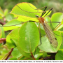 Euphylidorea (Euphylidorea) dispar : habitus - female