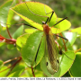 Euphylidorea (Euphylidorea) dispar : habitus - female