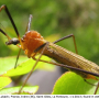 Euphylidorea (Euphylidorea) dispar : habitus - female