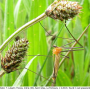 Euphylidorea (Euphylidorea) dispar : habitus - male