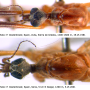 Euphylidorea (Euphylidorea) dispar : body part(s) - head and thorax