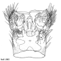 Euphylidorea (Euphylidorea) dispar : hypopygium