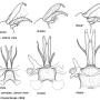 Euphylidorea (Euphylidorea) dispar : hypopygium