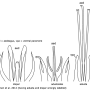 Euphylidorea (Euphylidorea) dispar : hypopygium