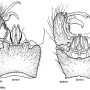 Euphylidorea (Euphylidorea) dispar : hypopygium