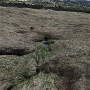 Euphylidorea (Euphylidorea) dispar : habitat