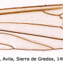 Euphylidorea (Euphylidorea) dispar : wing