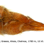 Euphylidorea (Euphylidorea) lineola : ovipositor