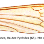 Euphylidorea (Euphylidorea) lineola : wing