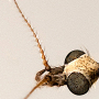 Euphylidorea (Euphylidorea) meigenii : body part(s) - head and antenna