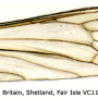 Euphylidorea (Euphylidorea) meigenii : wing