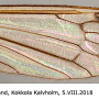 Euphylidorea (Euphylidorea) meigenii : wing