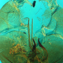 Euphylidorea (Neophylidorea) neadusta : hypopygium Euphylidorea (Neophylidorea) neadusta : hypopygium