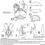 Eupilaria varaha : hypopygium