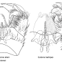 Eutonia alleni : hypopygium