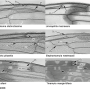 Eutonia alleni : wing