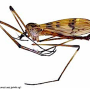 Eutonia satsuma : habitus - male