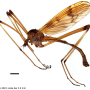 Eutonia satsuma : habitus - male