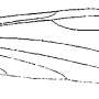 Geranomyia inornata : wing