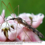 Geranomyia rostrata rostrata: habitus - female