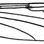 Geranomyia unicolor : wing