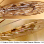 Geranomyia unicolor : wing