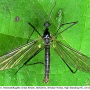 Gnophomyia elsneri : habitus - male