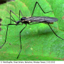Gnophomyia elsneri : habitus - male