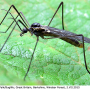 Gnophomyia elsneri : habitus - male